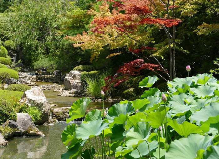 蓮の花と蓮づくしのお料理を楽しむ妙心寺の特別拝観レポート